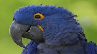 Animal Wallpaper Background Hyacinth Macaw HD Jpg