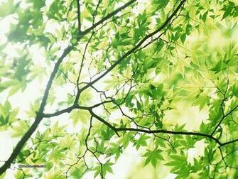 Leaves In Summer Lush Trees Wallpaper Green