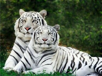 Pictures Of A White Tiger Widescreen HD Wallpaper