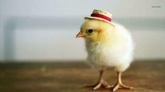 Baby Chicken Wallpaper Chick Hen HD