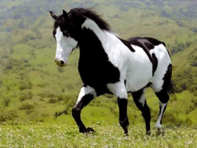 Black And White Hors Computer Wallpaper
