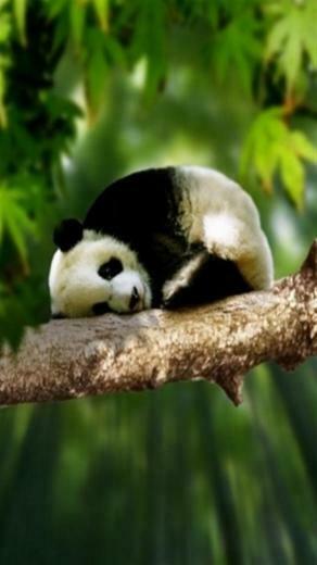 Panda Animal iPhone Wallpaper S 3g