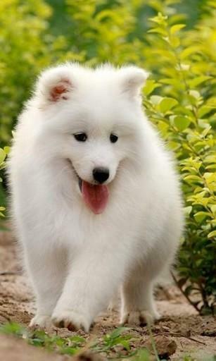 Bigger 3d Lovely Dog Live Wallpaper For Android Screenshot