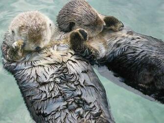 Cute Baby Otters HD Wallpaper In Animals Imageci