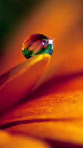 Spring Flower iPhone HD Wallpaper