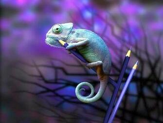 Lizard Wallpaper Animal