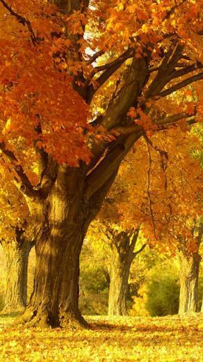Autumn Tree iPhone Wallpaper HD