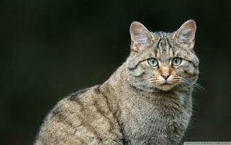 Wild Cat 4k HD Desktop Wallpaper For Ultra Tv Tablet