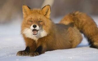 Funny Fox Wallpaper For Desktop Animal