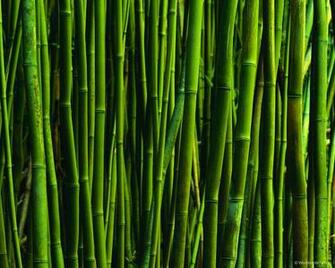 Textured Wallpaper Bamboo
