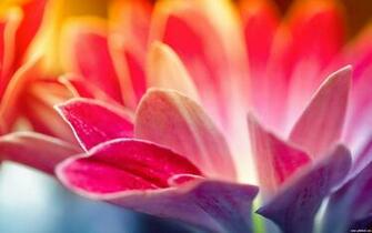 HD Flowers Wallpaper For Mobile