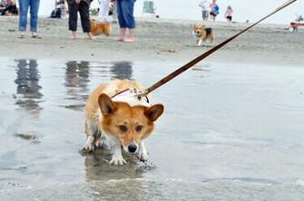 Funny Corgi Brakes