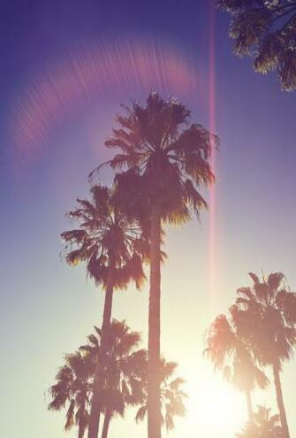 Palm Tree Wallpaper
