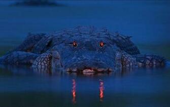 Alligator Wallpaper And Background Image Net