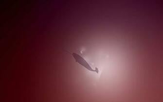 Ubuntu Community Wallpaper Revealed Default Slightly