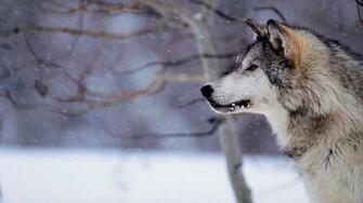 Amazing Siberian Husky Wallpaper Wallpaperlepi