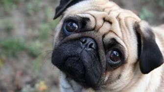 Pug HD Wallpaper