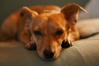 Asleep Stock Photos Image Pictures HD Wallpaper
