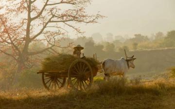 Wallpaper For Home Wall India Vehicle Cart Atmospheric Phenomenon