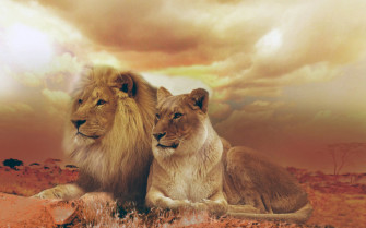 Female Male Lions Wallpaper HD Animals 4k Image