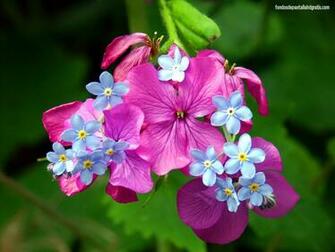 Descargar Imagen Spring Blossoms HD Widescreen Gratis