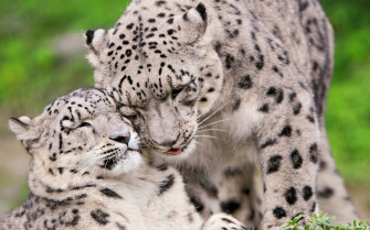 Snow Leopard Full HD Wallpaper And Image
