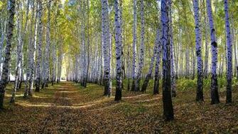 White Birch Tree Forest Wallpaper HD