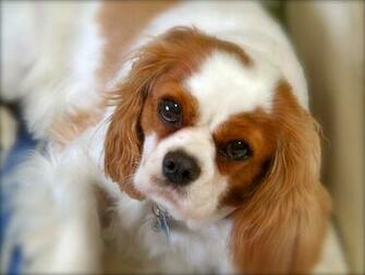 Cavalier King Charles Spaniel Wallpaper