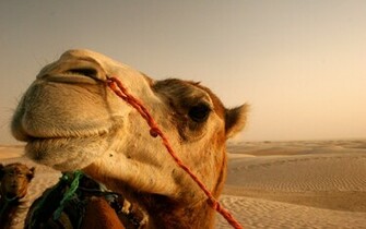 Camel Wallpaper