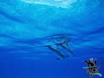 Ash Cute Dolphin Wallpaper Funny Scene S