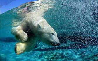 Tapandaola111 Animals Diving Underwater Wallpaper HD