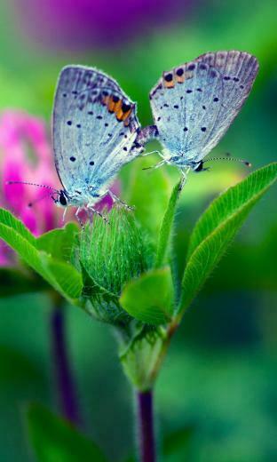 Butterfly Flower Wallpaper Desktop iPhone Tablet