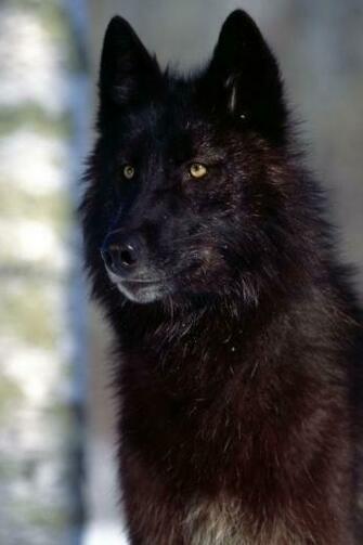 Black Wolf iPhone Wallpaper