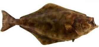 Halibut Wallpaper High Quality