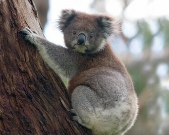 Animals Wallpaper