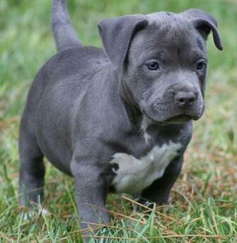 Blue Pitbull Puppies