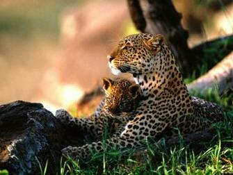 Wildlife Wallpaper