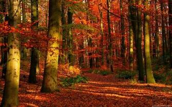 Autumn Wallpaper
