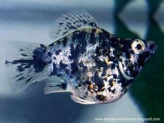 Beautiful Fish Wallpaper For Desktop HD Car