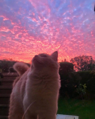 Cute Cat Aesthetic Wallpaper