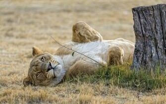 Lioness Wallpaper
