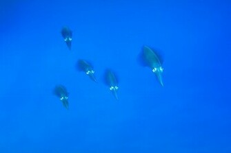 Skip S Underwater Image Gallery New Zealand