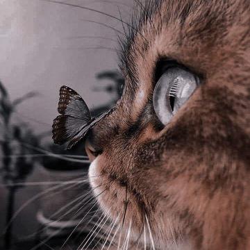 Noura Ashraf On Animals Cute Wild Cats And