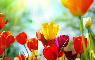 Spring Background Net