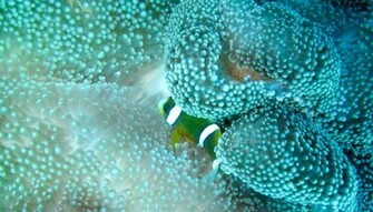 High Definition Nature Pictures Of Underwater Life For Cool Wallpaper