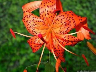 Desktop Wallpaper Flowers Background Tiger Lily