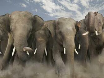 Elephant Pc Wallpaper