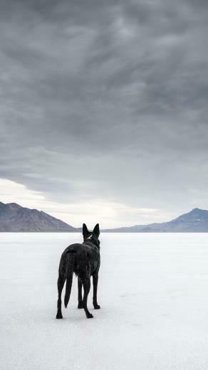 Wolf Desktop Wallpaper Android