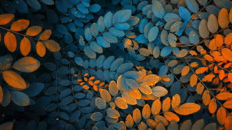 Autumn Leaves 4k R Wallpaper