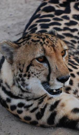 Animals King Cheetah Wallpaper